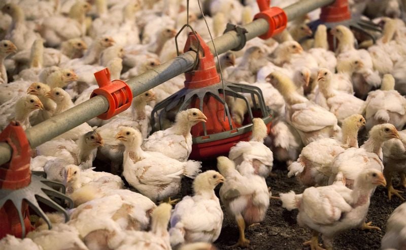 U.S. considers vaccines to protect poultry from deadly bird flu