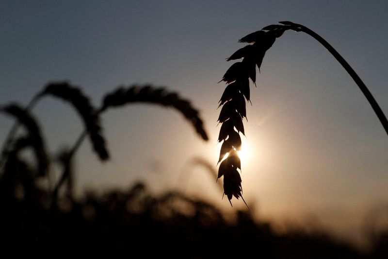 Ukrainian Railways limit exports of some food staples - consultancy