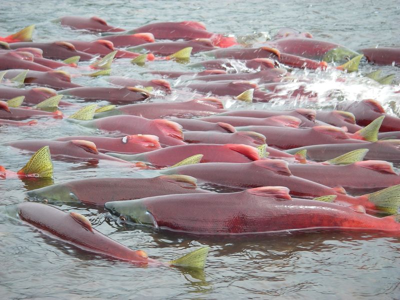 Biden Administration makes revised proposal to protect key Alaska watershed