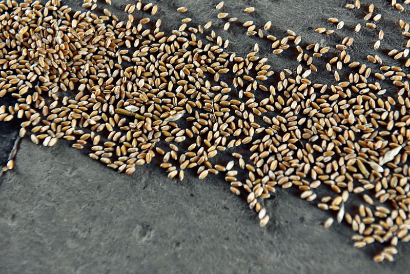Farmers allowed to pull land out of federal conserved contracts amid global food crisis -USDA