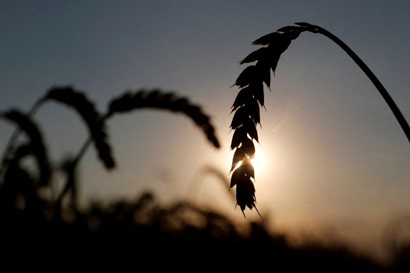 Ukraine's embattled farmers running on empty as world faces food crisis