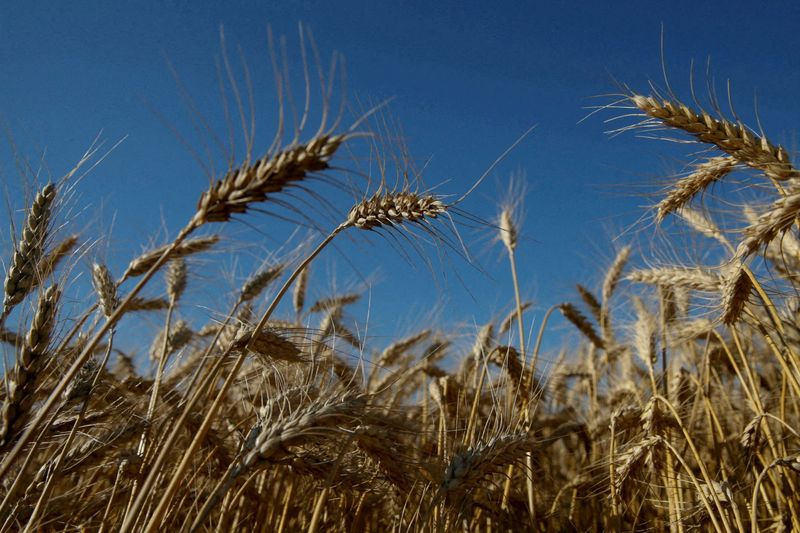 Ukraine's giant seed bank at risk of being lost as war rages
