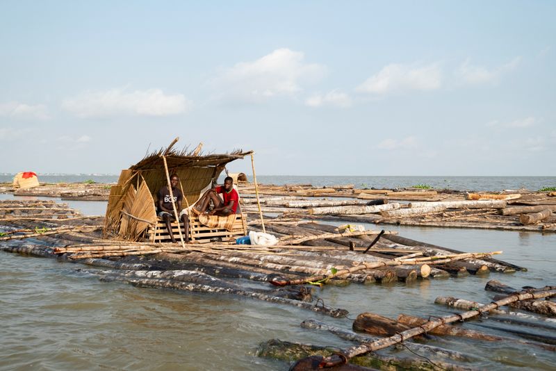 In Nigeria's disappearing forests, loggers outnumber trees