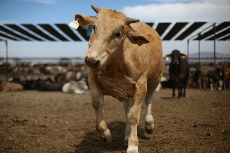 Fifth-generation cattle rancher aims to build biggest U.S. beef plant -Breaking