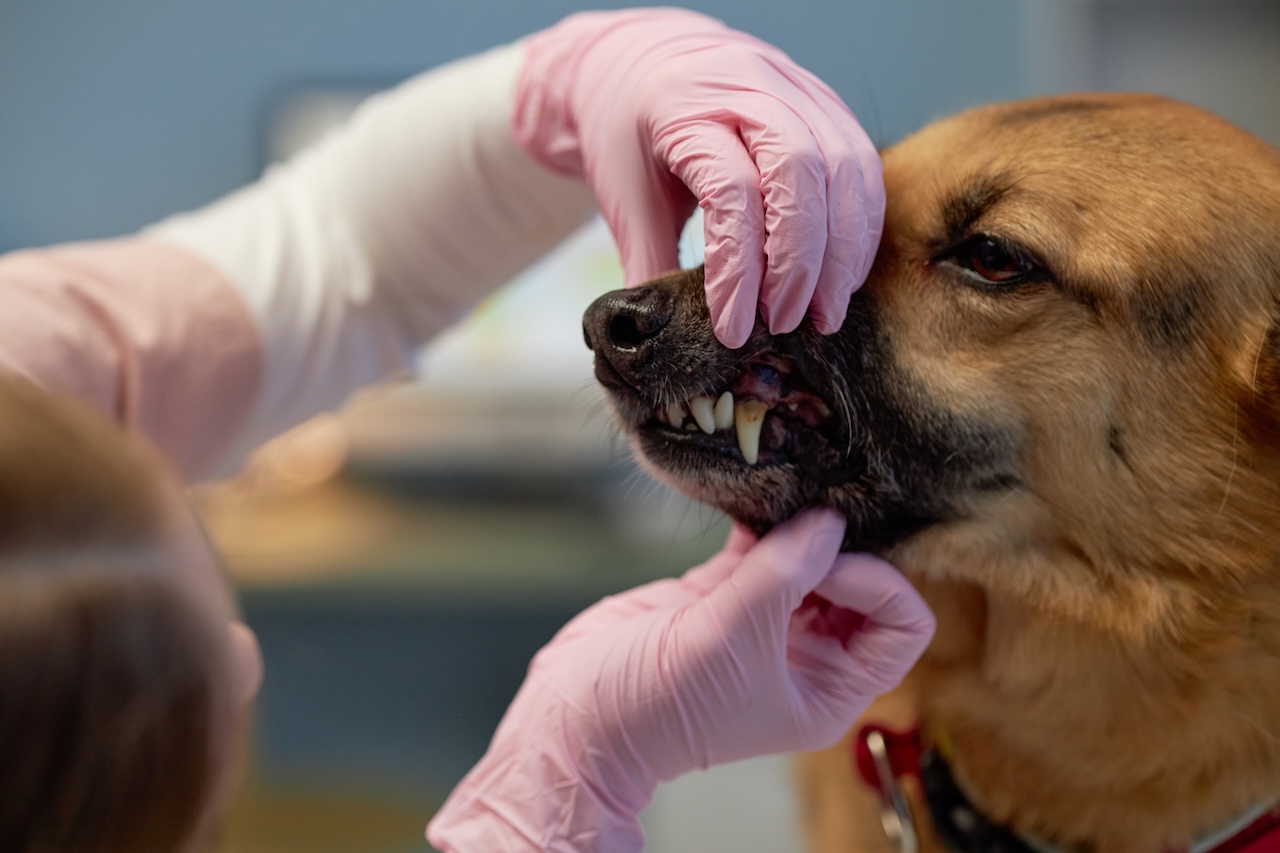 What Happens If You Ignore Your Pet’s Tartar Buildup